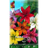 Bulbo Lilium asiatic mezcla 2 uds