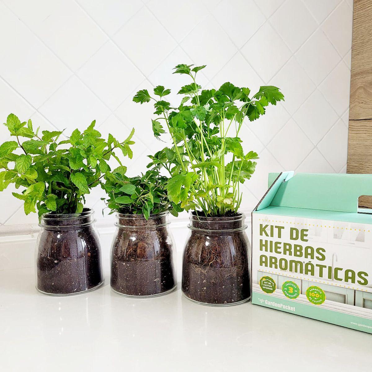 Kit de cultivo interior de aromáticas: albahaca, perejil y menta
