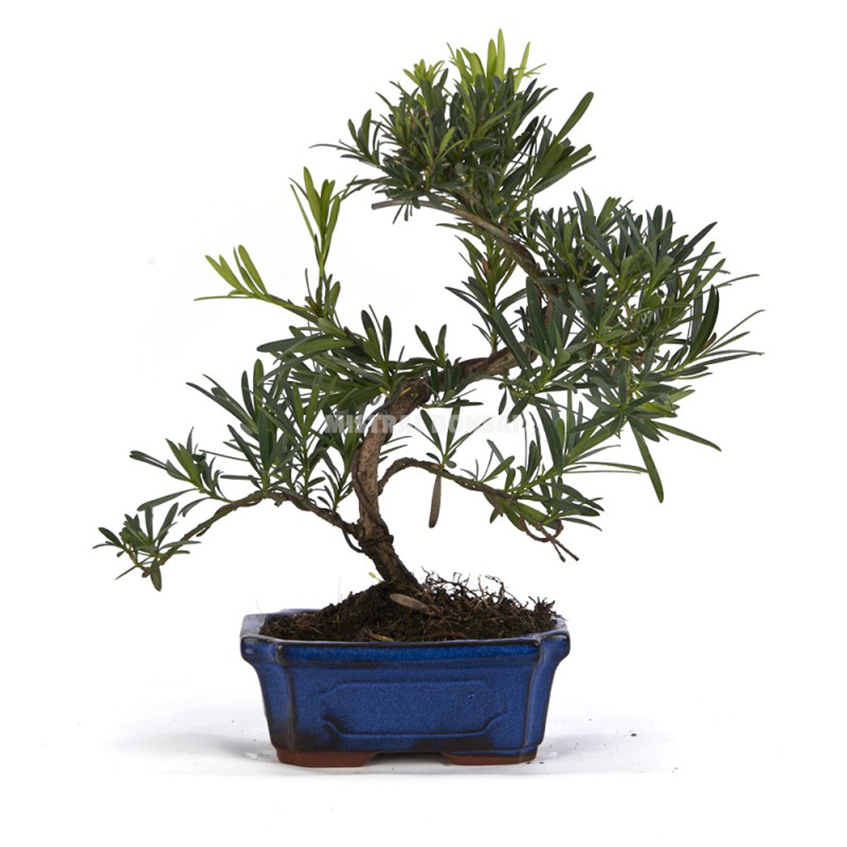 Bonsái Podocarpus 6 años