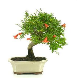 Bonsái Punica granatum 7 años GRANADO