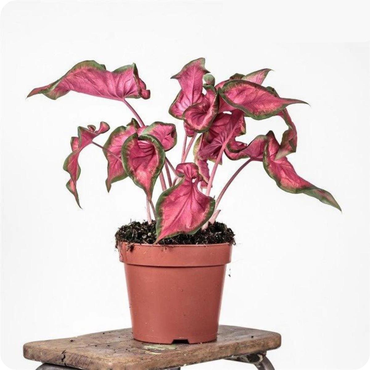 Caladium Sweetheart hoja strap verde oscuro y rosa