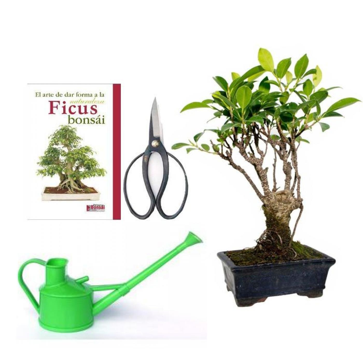 Pack Bonsái Ficus retusa 5 años