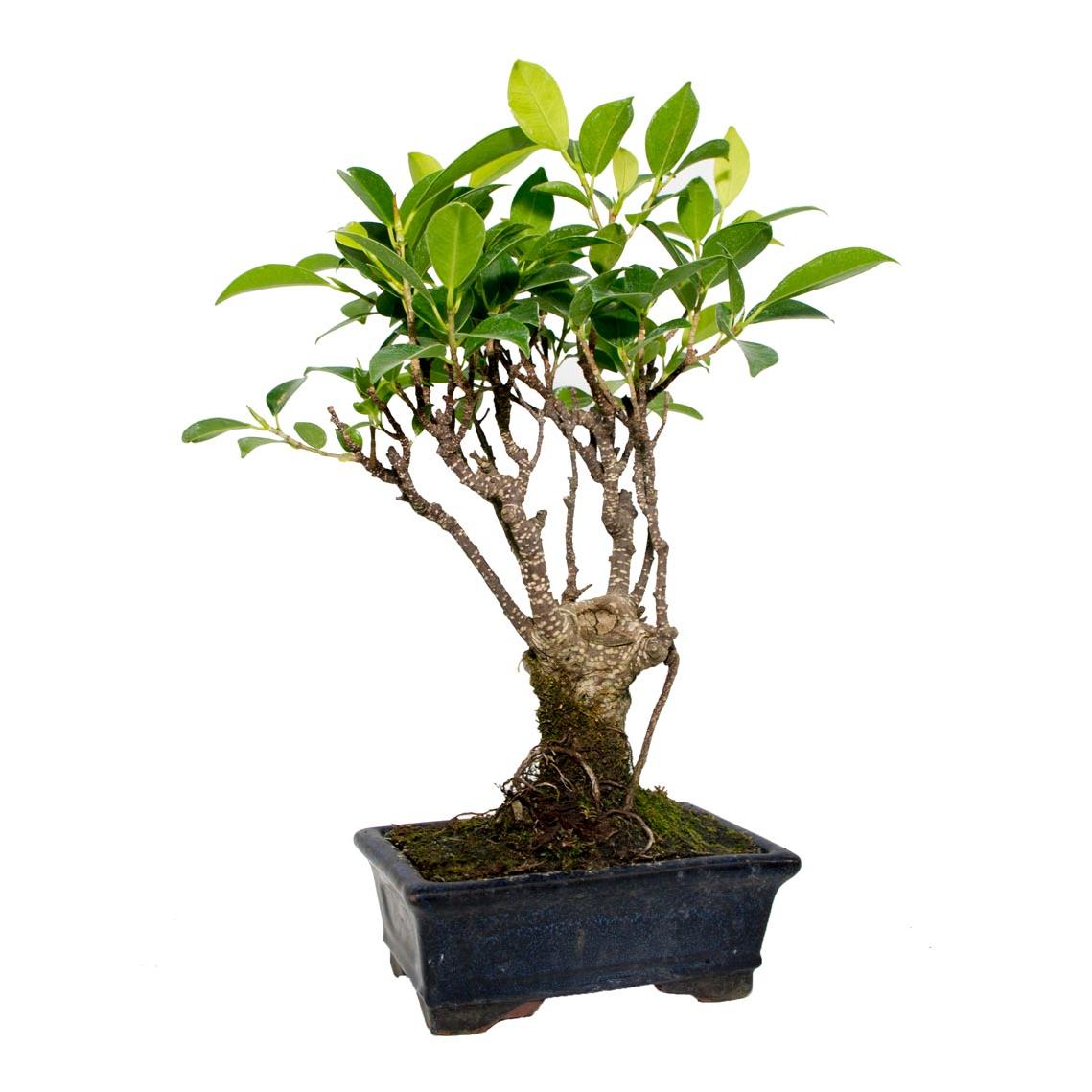 Bonsái Ficus retusa 5 años