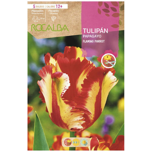 Bulbo Tulipán Papagayo Flaming Parrot amarillo rojo verde 5 uds Rocalba
