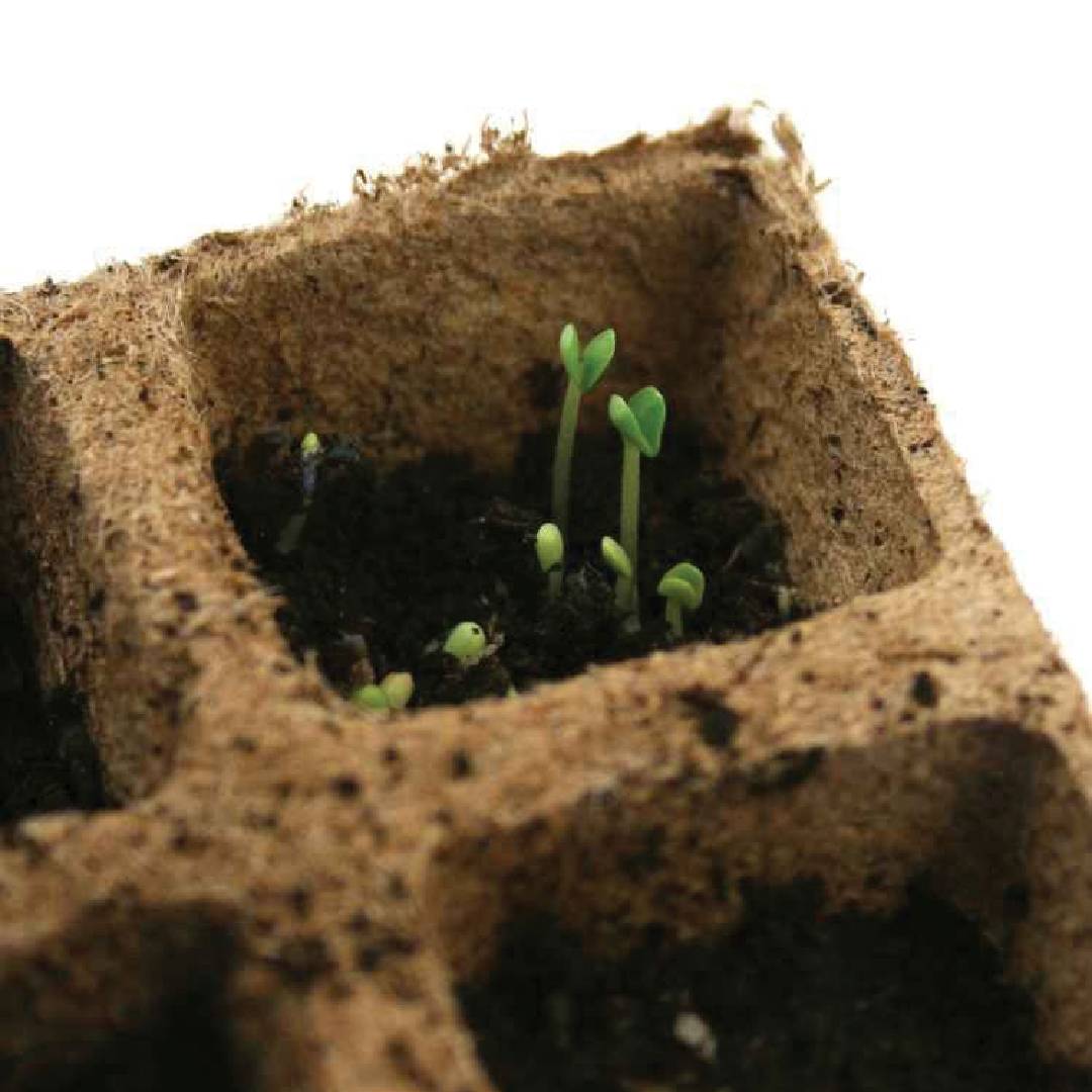 Kit de siembra M Planeta Huerto