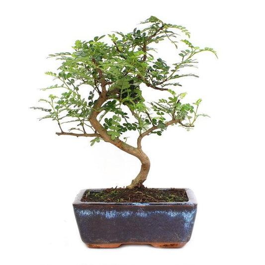 Bonsái Zanthoxylum piperitum sp. 6 años