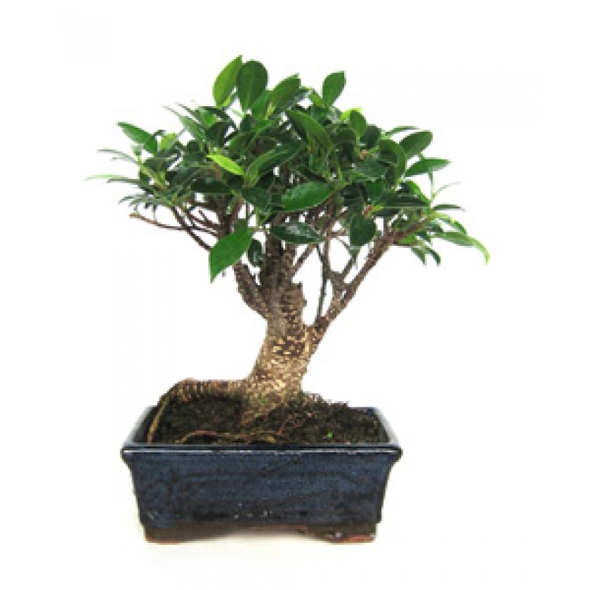 Bonsái Ficus retusa 5 años