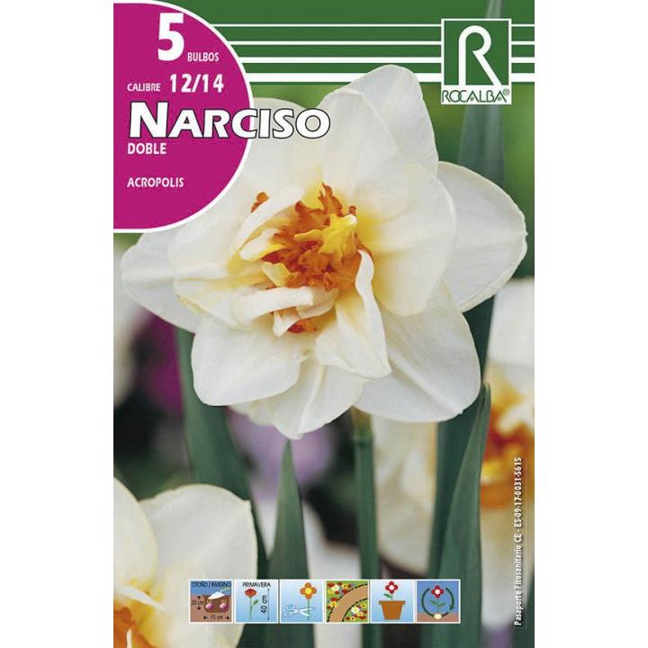 Bulbo Narciso doble Acropolis blanco centro anaranjado 5 uds Rocalba