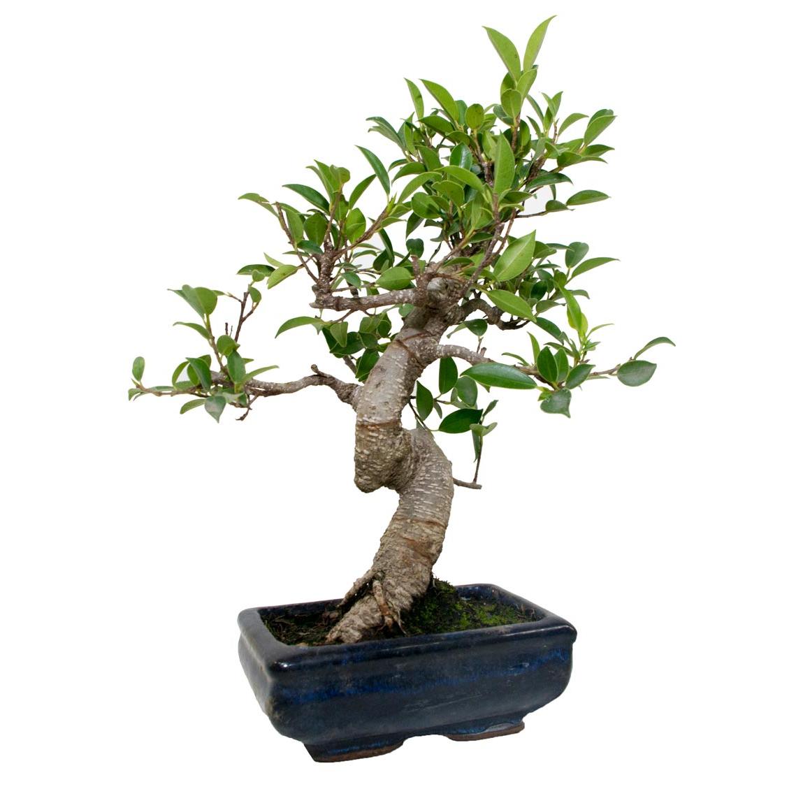 Bonsái Ficus retusa 6 años
