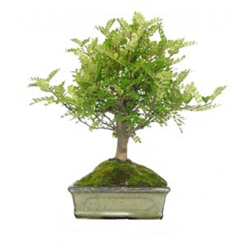 Bonsái Zanthoxylum piperitum sp. 5 años