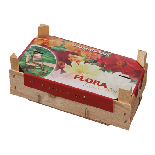 Caja Tray Dahlias 8 uds