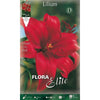 Bulbo Lilium asiatic rojo 2 uds