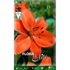 Bulbo Lilium asiatic naranja 2 uds