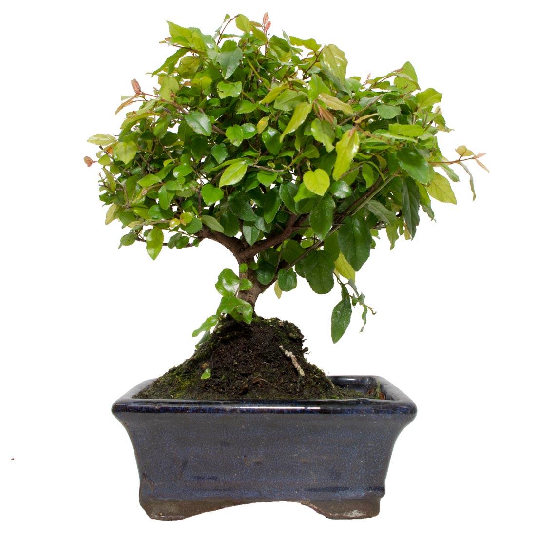 Bonsái Sageretia theezans 5 años - CIRUELO CHINO