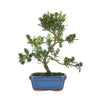 Bonsái Podocarpus 6 años