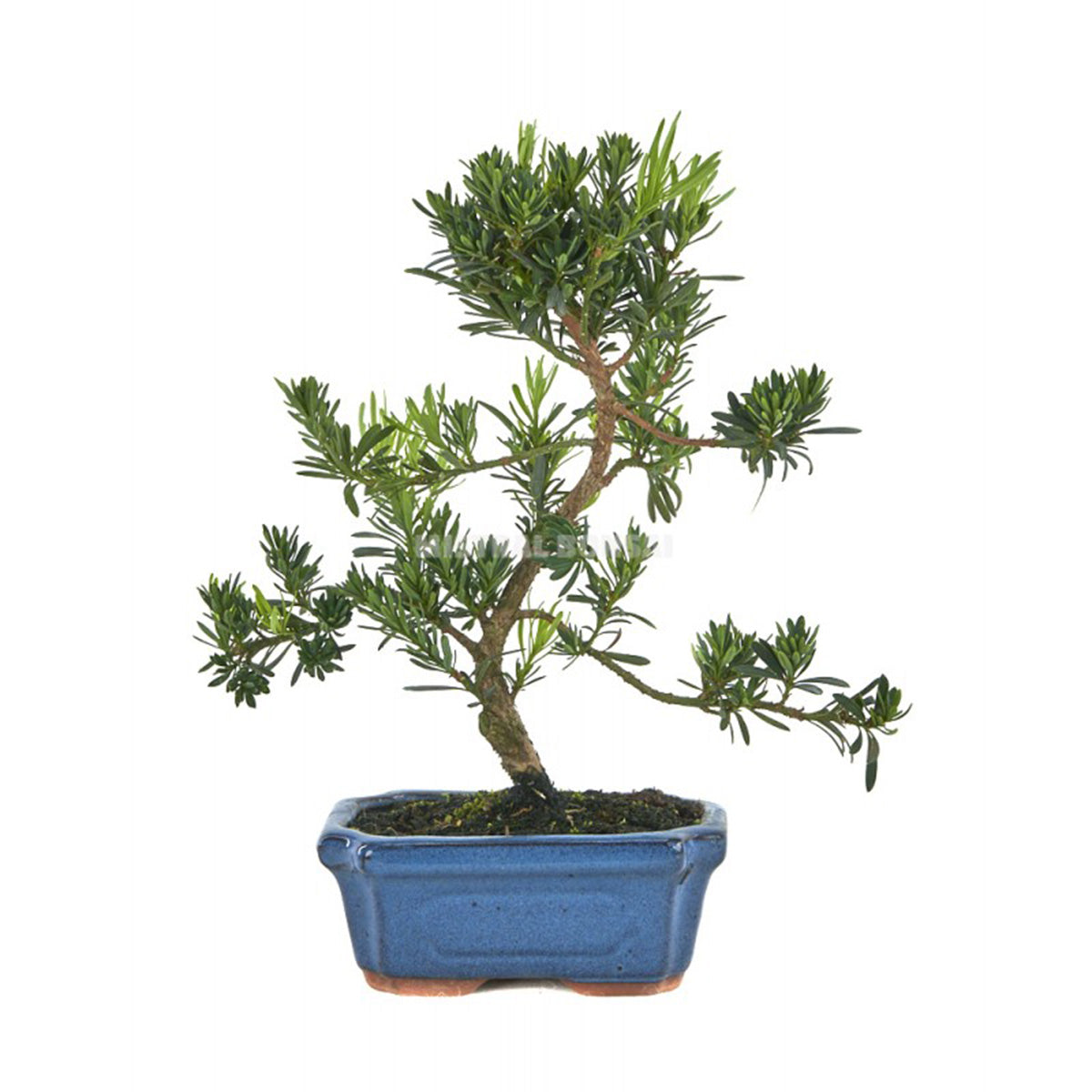 Bonsái Podocarpus 6 años