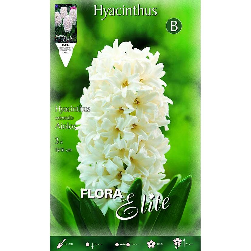 Bulbos Jacinto blanco 3 uds