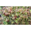 Semillas plantas carnívoras mix Drosera
