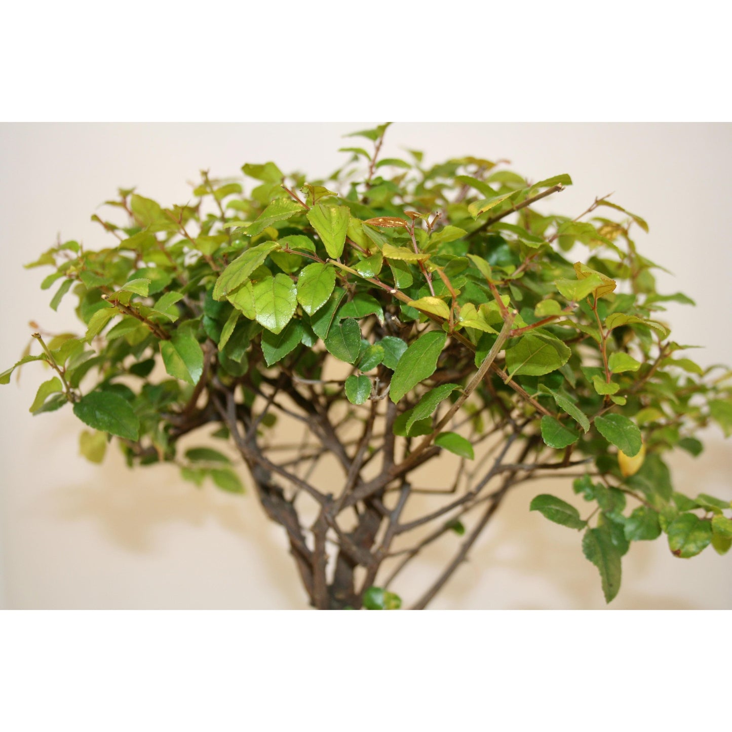 Bonsái Sageretia theezans 5 años - CIRUELO CHINO