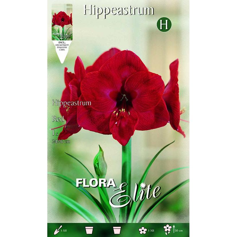 Bulbo Amarilis rojo 1 ud