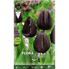 Bulbos Tulipán negro 7 uds