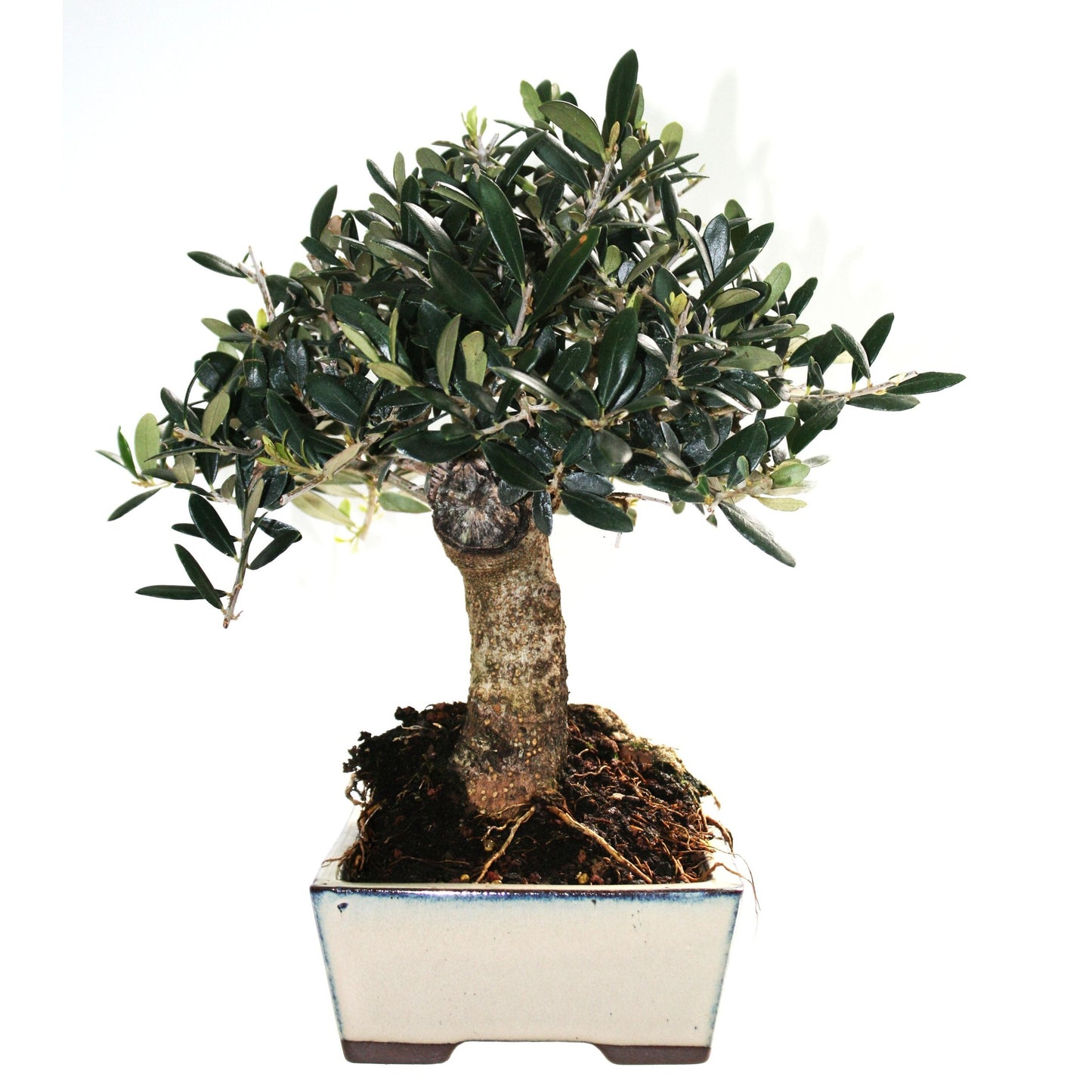 Bonsái Olea europaea 9 años OLIVO