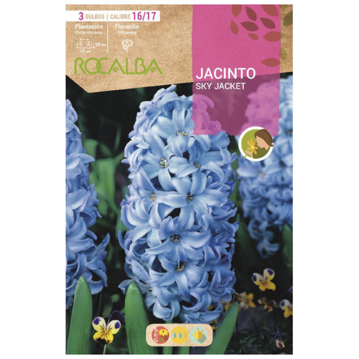 Bulbo Jacinto Sky Jacket azul 3 uds Rocalba