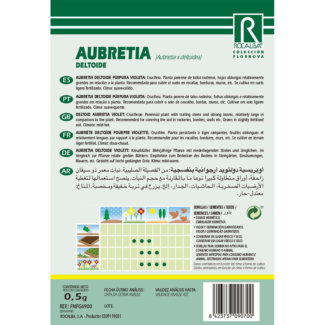 Semillas de Aubretia deltoide, purpura violeta