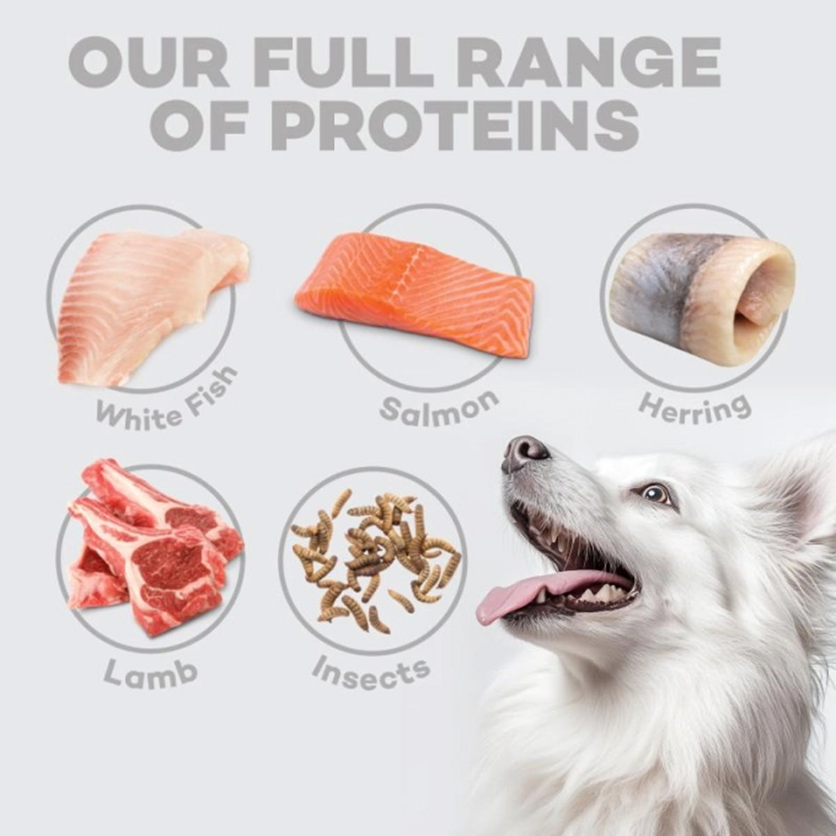Pienso perros junior razas pequeñas con pescado blanco White Dog 1,5 kg Nature's Protection