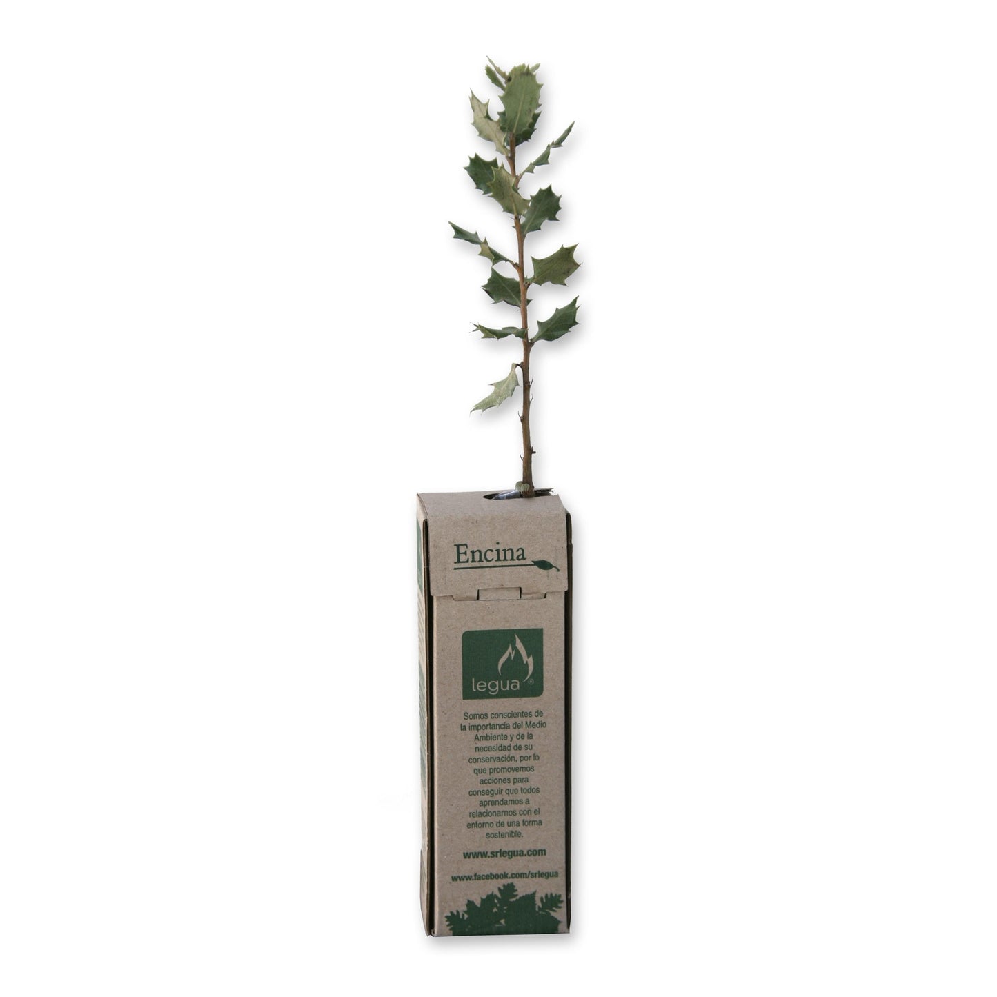 Plantón de Encina 1 ud