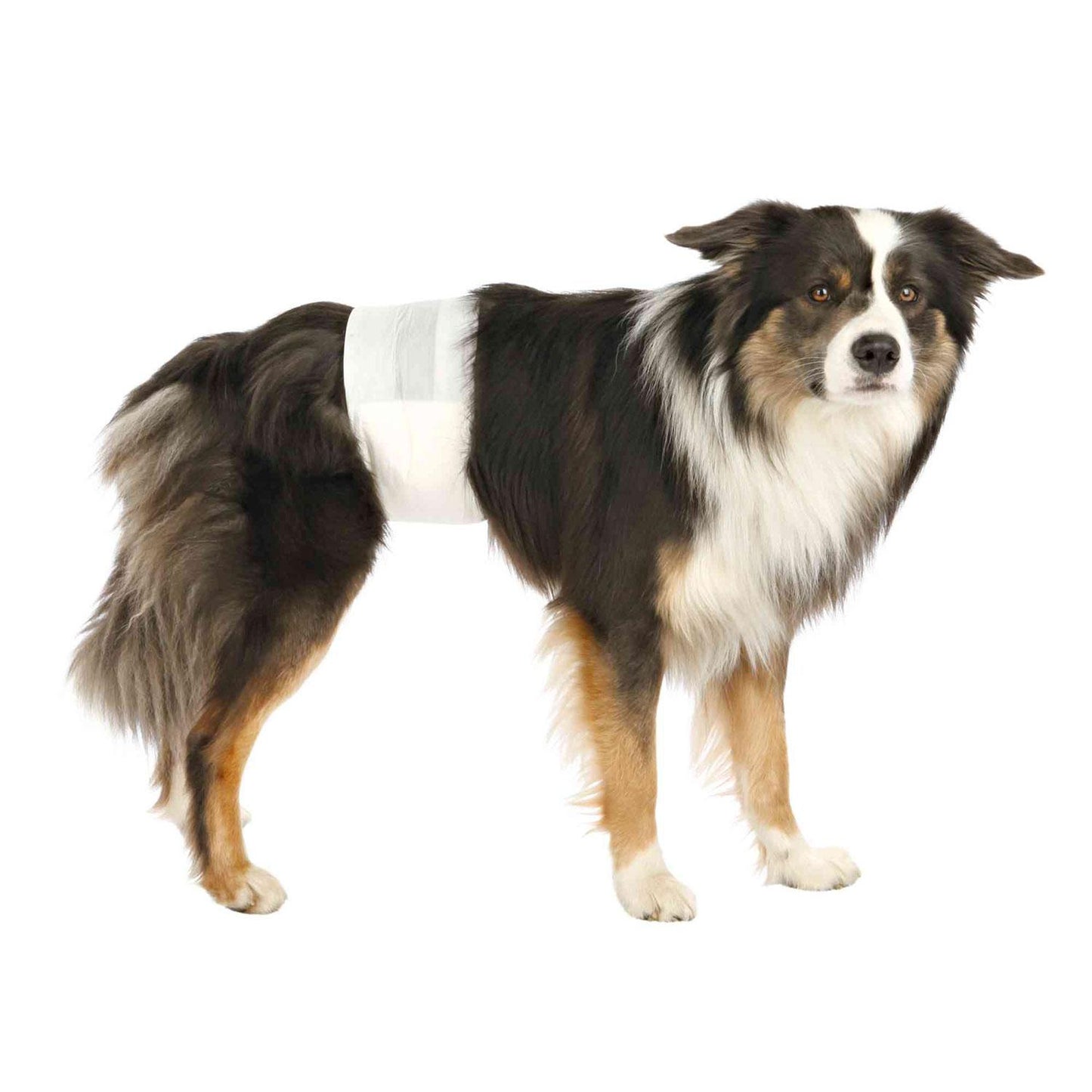 Trixie 12 Pañales para Perro Macho M-L 46-60 cm