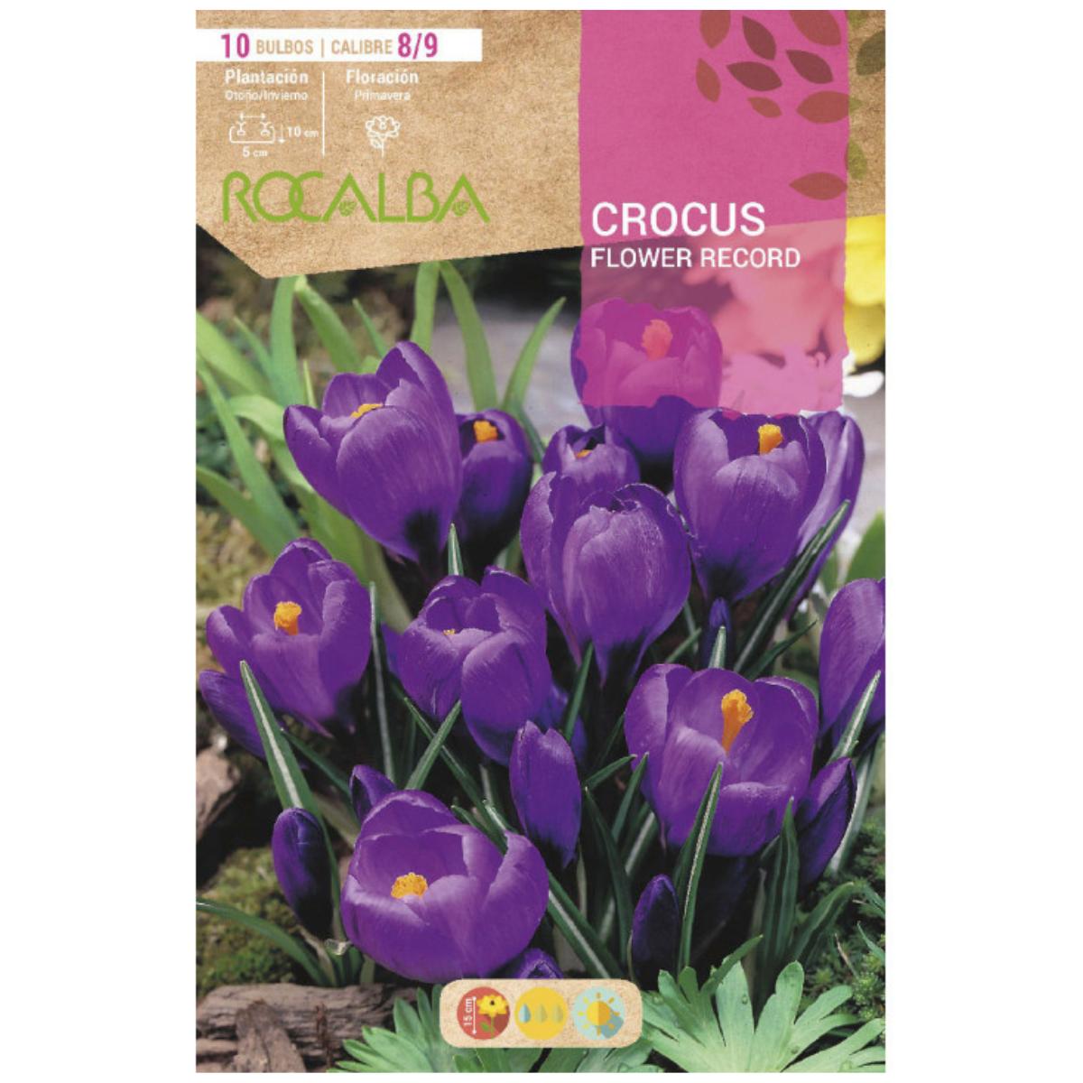 Bulbo Crocus Flower Record púrpura 10 uds Rocalba