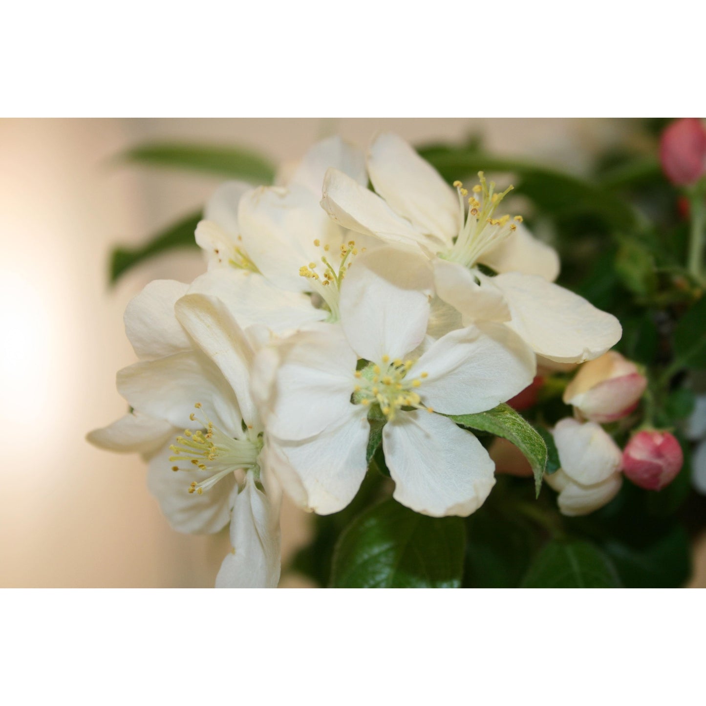 Bonsái Malus sp.7 años MANZANO