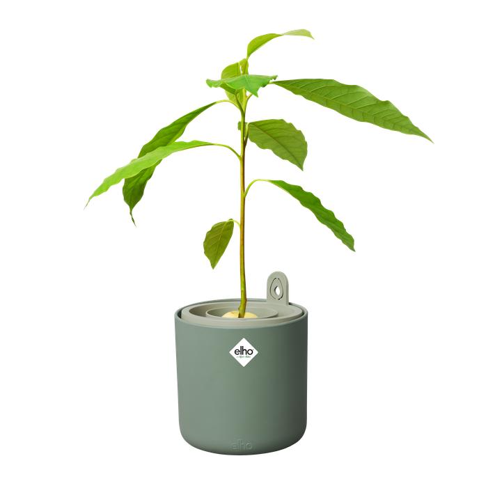 Maceta germinadora de aguacates Amazing Avocado Elho Verde