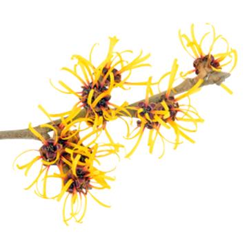 Desodorante spray 48 horas Basis Sensitiv Lavera 75 ml