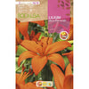 Bulbo Lilium asiatic rojo 2 unidades Rocalba