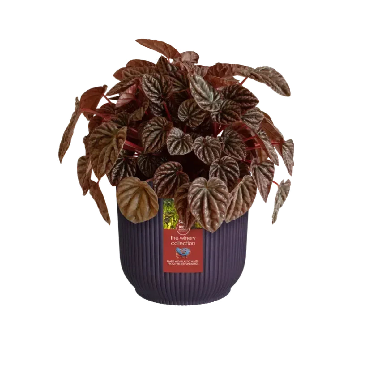 Macetero reciclado Winery morado Elho 18 cm