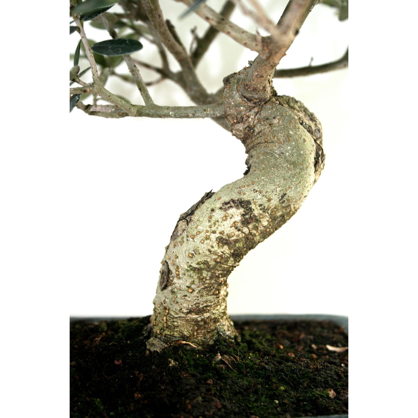 Bonsái Olea europaea 8 años - OLIVO