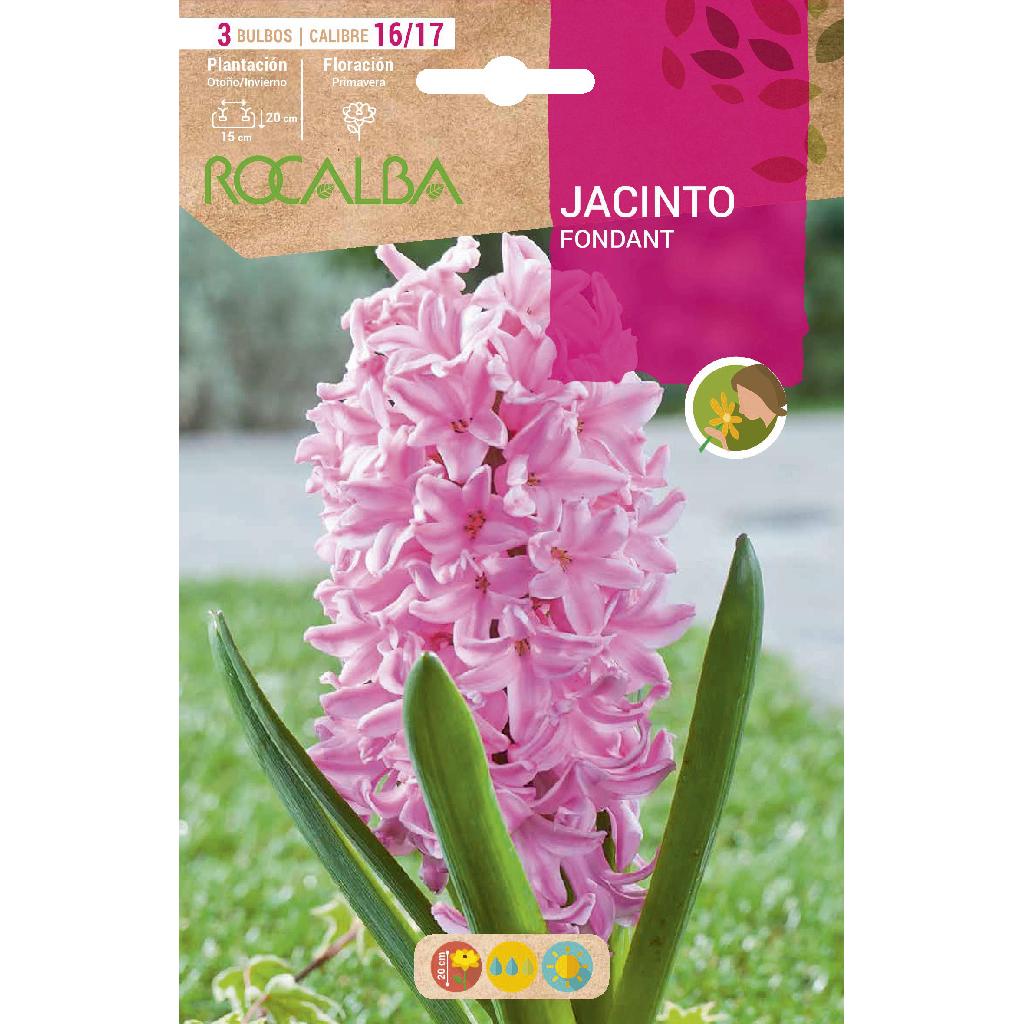 Bulbo Jacinto Fondanr rosa 3 uds Rocalba