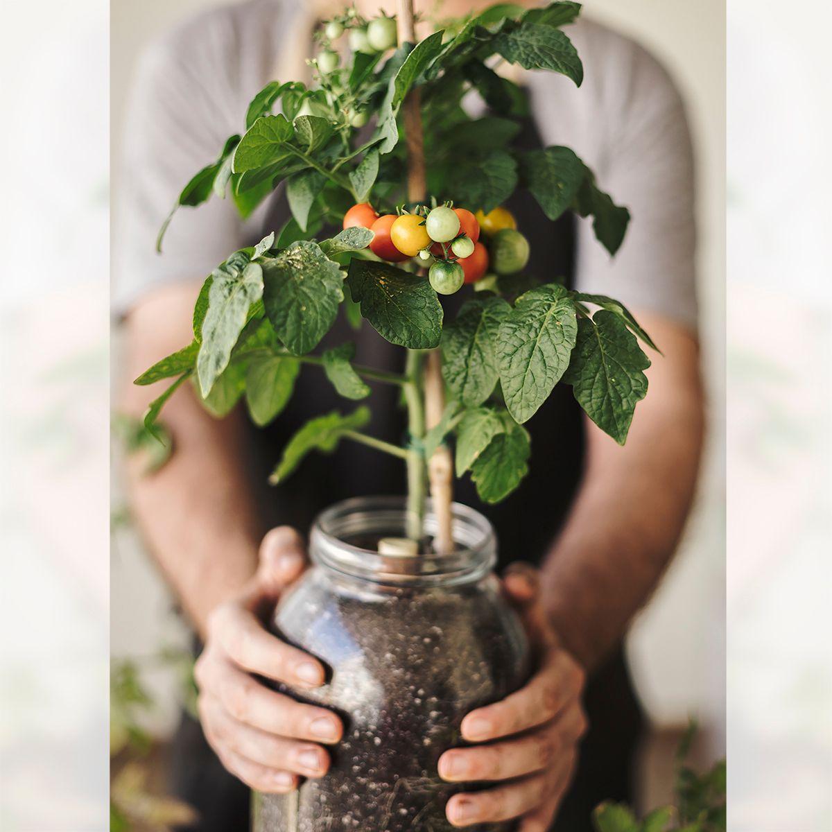 Kit de cultivo interior Tomate Cherry