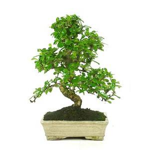 Bonsái Carmona microphylla 10 años