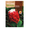 Semillas de Protea Grandiceps, Rocalba