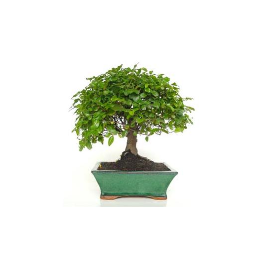 Bonsái Sageretia theezans 7 años - CIRUELO CHINO