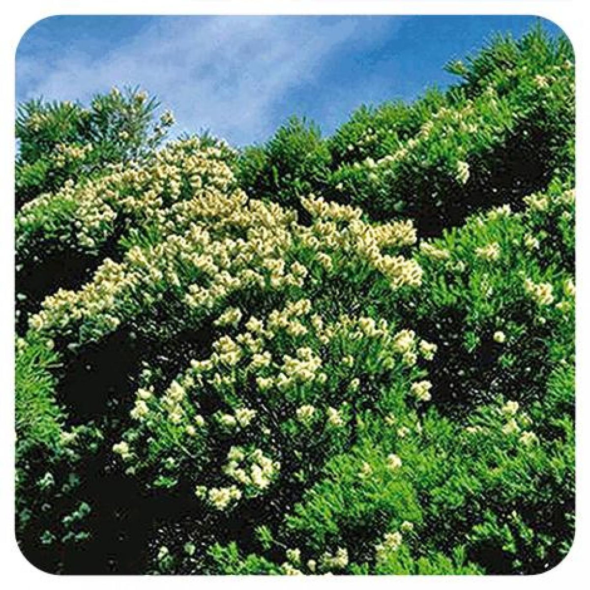 Aceite esencial Árbol del té Pranarôm 10 ml