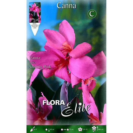 Bulbo Canna rosa hoja verde 1 ud
