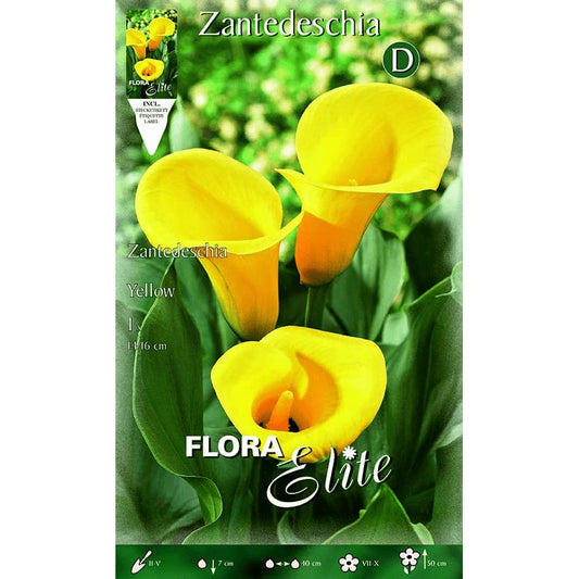 Bulbo Calla amarilla 1 ud