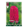 Bulbos Jacinto rojo 3 uds