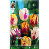 Bulbos Tulipán Rembrand mezcla Elite 10 uds