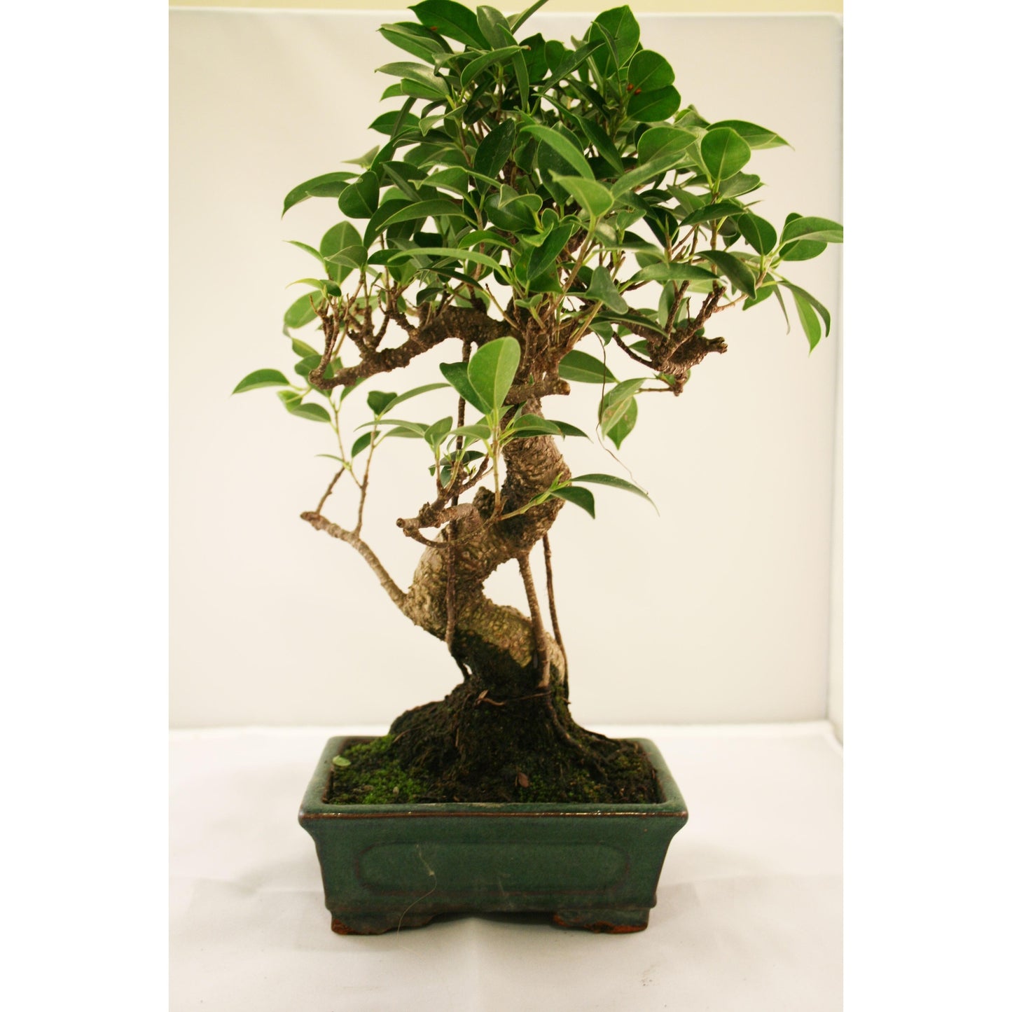 Bonsái Ficus retusa 6 años