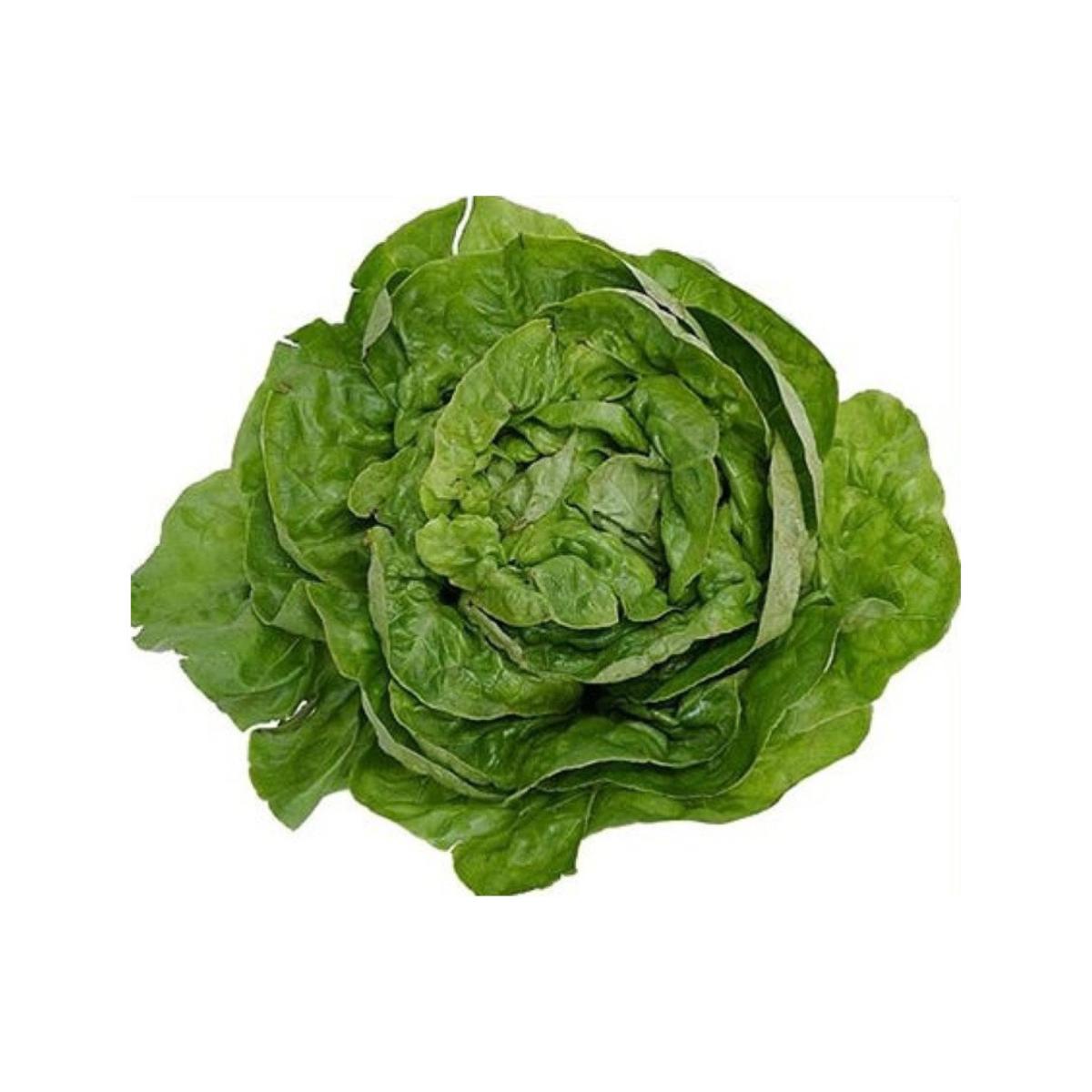 Plantón de Lechuga malagueña en maceta 11 cm